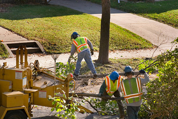 Best Best Tree Removal Services  in Bay Hill, FL